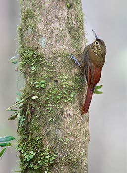 Spotted Woodcreeper (Xiphorhynchus erythropygius) photo image