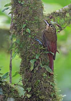 Spotted Woodcreeper (Xiphorhynchus erythropygius) photo image