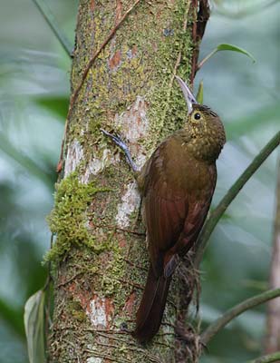 Spotted Woodcreeper (Xiphorhynchus erythropygius) photo image