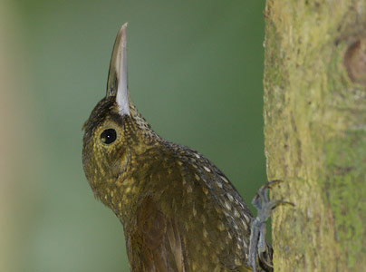 Spotted Woodcreeper (Xiphorhynchus erythropygius) photo image