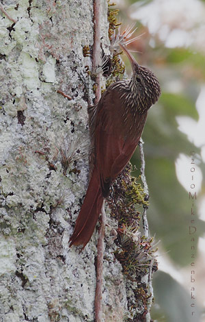 Streak-headed Woodcreeper (Lepidocolaptes souleyetii) photo
