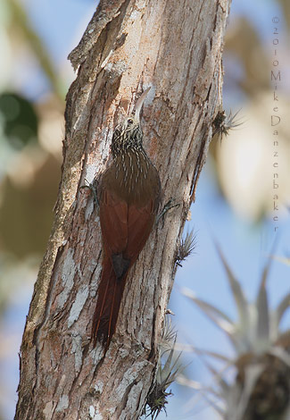 Streak-headed Woodcreeper (Lepidocolaptes souleyetii) photo