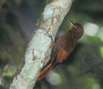 Tawny-winged Woodcreeper (Dendrocincla anabatina) photo image