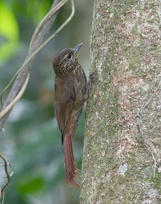 Wedge-billed Woodcreeper (Glyphorynchus spirurus) photo image