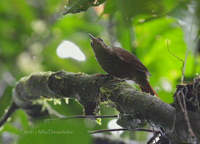 Eastern Woodhaunter (Hyloctistes subulatus) photo