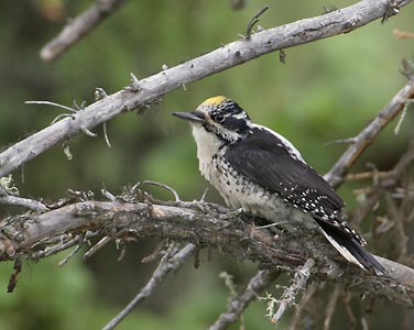 American Three-toed Woodpecker (Picoides dorsalis) photo image