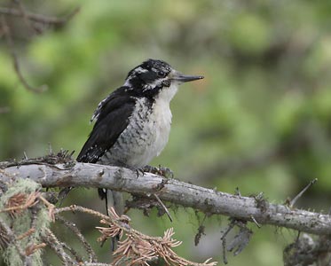 American Three-toed Woodpecker (Picoides dorsalis) photo image