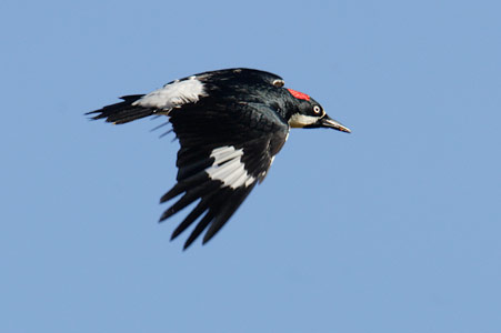 Acorn Woodpecker (Melanerpes formicivorus) photo