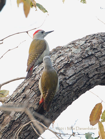 African Grey Woodpecker (Dendropicos goertae) photo