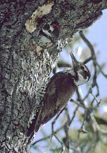Arizona Woodpecker (Picoides arizonae) photo image