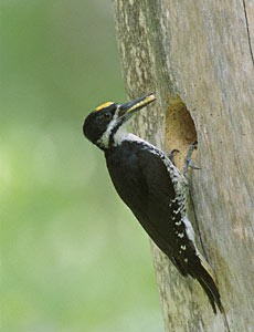 Black-backed Woodpecker (Picoides arcticus) photo image