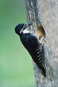 Black-backed Woodpecker (Picoides arcticus) photo image
