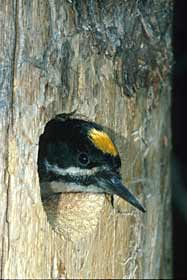 Black-backed Woodpecker (Picoides arcticus) photo image