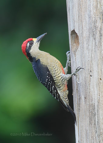 Black-cheeked Woodpecker (Melanerpes pucherani) photo