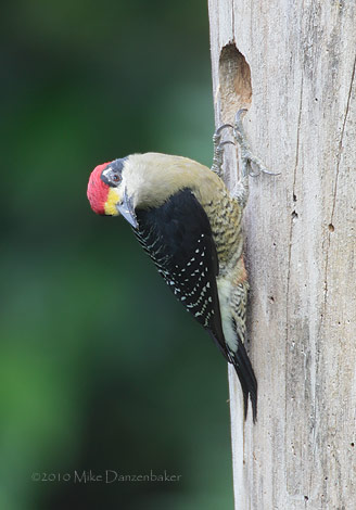 Black-cheeked Woodpecker (Melanerpes pucherani) photo