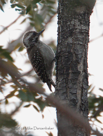 Brown-backed Woodpecker (Dendropicos obsoletus) photo image