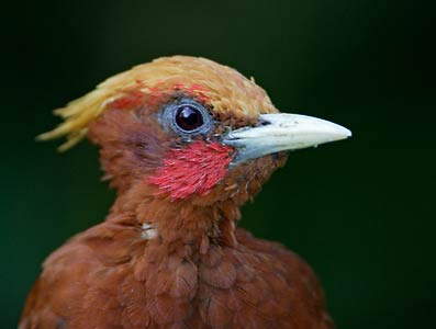 Chestnut Woodpecker (Celeus elegans) photo image