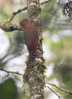 Cinnamon Woodpecker (Celeus loricatus) photo image