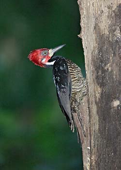 Crimson-crested Woodpecker (Campephilus melanoleucos) photo image