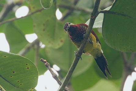 Crimson-mantled Woodpecker (Colaptes rivolii) photo image