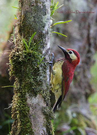Crimson-mantled Woodpecker (Colaptes rivolii) photo image