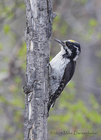Eurasian Three-toed Woodpecker (Picoides tridactylus) photo