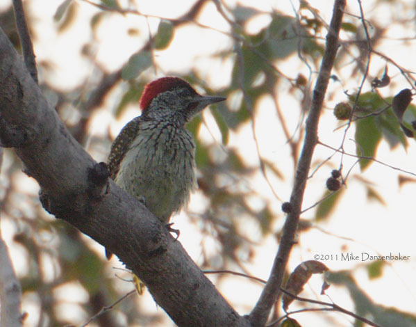 Golden-tailed Woodpecker (Campethera abingoni) photo