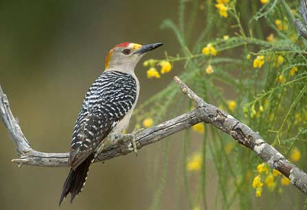 Golden-fronted Woodpecker (Melanerpes aurifrons) photo image
