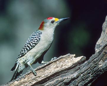 Golden-fronted Woodpecker (Melanerpes aurifrons) photo image