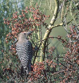 Gila Woodpecker (Melanerpes uropygialis) photo image
