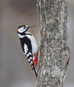 Great Spotted Woodpecker (Dendrocopos major) photo image