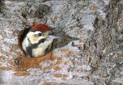 Great Spotted Woodpecker (Dendrocopos major) photo image
