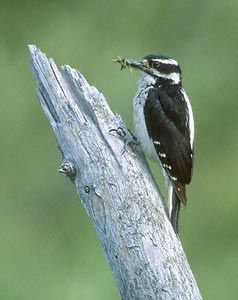 Hairy Woodpecker (Picoides villosus) photo image