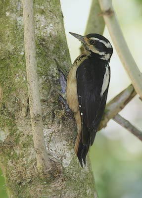 Hairy Woodpecker (Picoides villosus) photo image