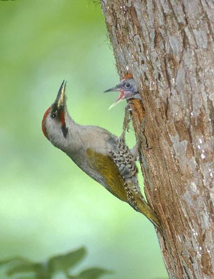 Japanese Green Woodpecker (Picus awokera) photo image