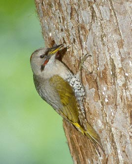 Japanese Green Woodpecker (Picus awokera) photo image