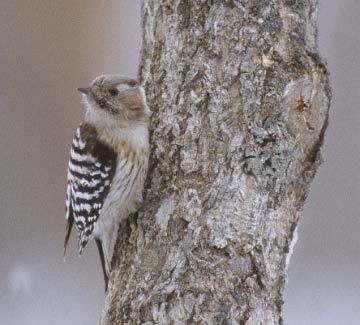 Japanese Pygmy Woodpecker (Dendrocopos kizuki) photo image