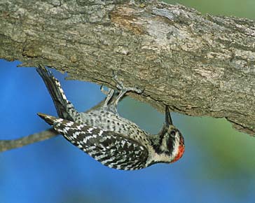 Ladder-backed Woodpecker (Picoides scalaris) photo image