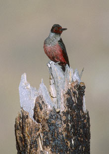 Lewis's Woodpecker (Melanerpes lewis) photo image