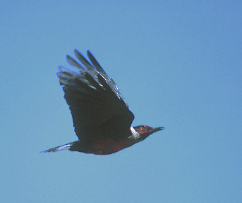 Lewis's Woodpecker (Melanerpes lewis) photo image