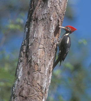 Lineated Woodpecker (Dryocopus lineatus) photo image