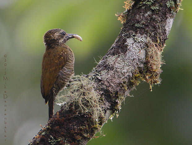 Little Woodpecker (Veniliornis passerinus) photo