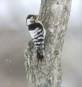 Lesser Spotted Woodpecker (Dendrocopos minor) photo image