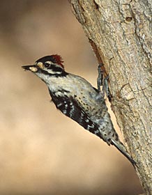 Nuttall's Woodpecker (Picoides nuttallii) photo image
