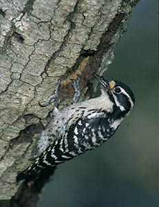 Nuttall's Woodpecker (Picoides nuttallii) photo image