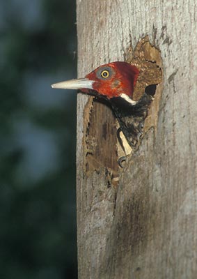 Pale-billed Woodpecker (Campephilus guatemalensis) photo image