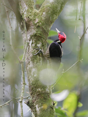 Pale-billed Woodpecker (Campephilus guatemalensis) photo image
