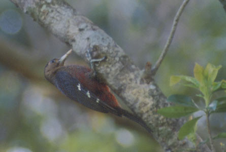Okinawa Woodpecker (Sapheopipo noguchii) photo image
