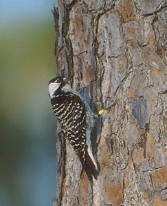 Red-cockaded Woodpecker (Picoides borealis) photo image