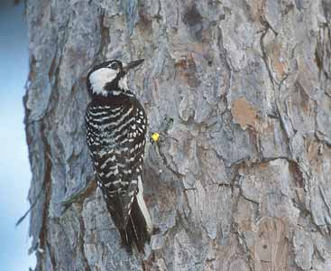 Red-cockaded Woodpecker (Picoides borealis) photo image